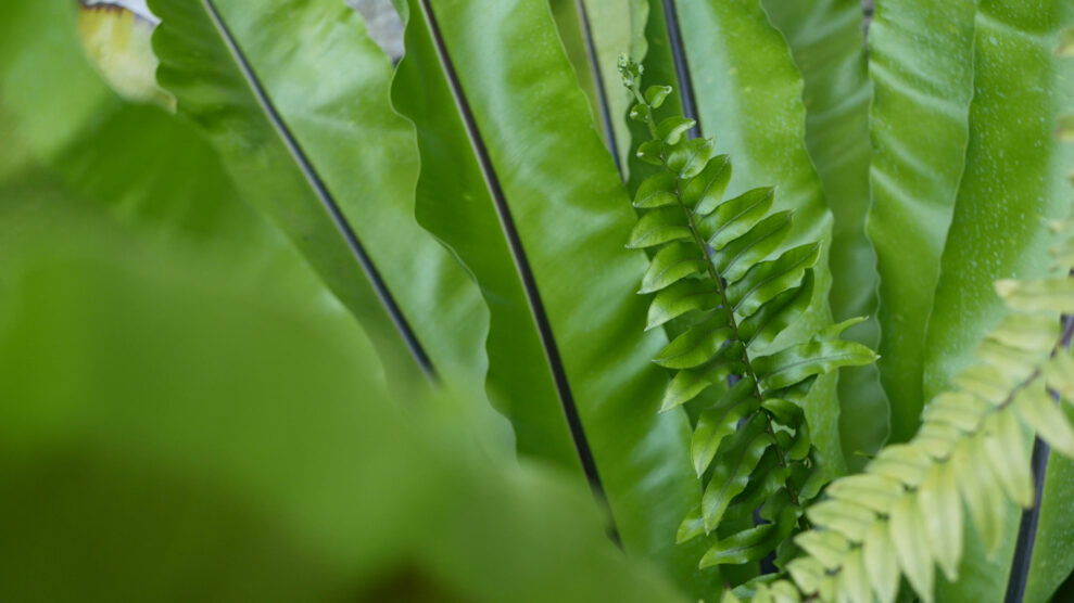 Bird's nest fern plants