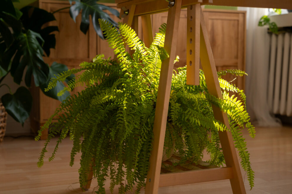 Fern plants for decorating room