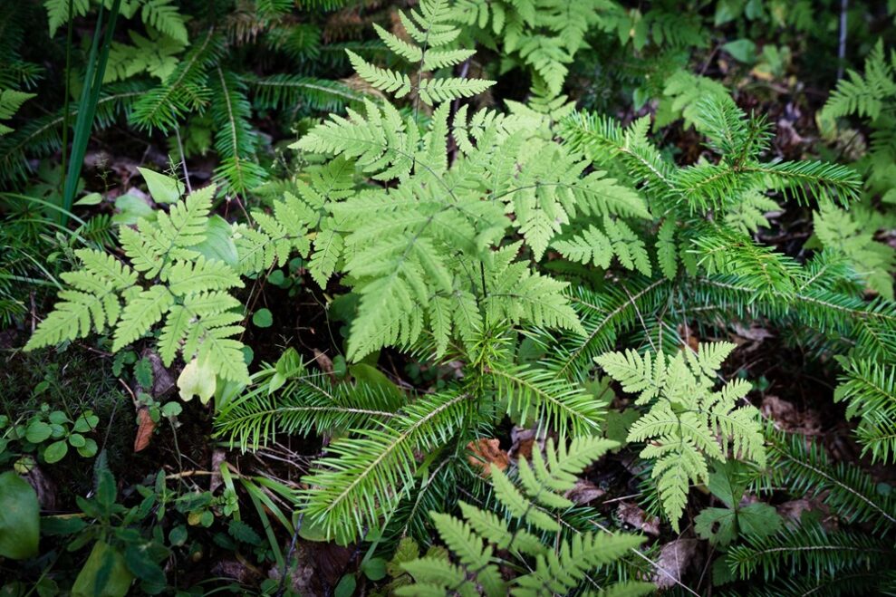 Fern plants in the forest