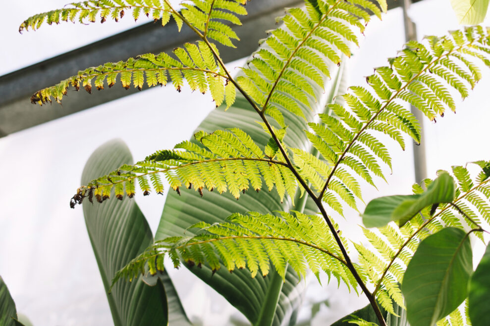 Maidenhair fern plants