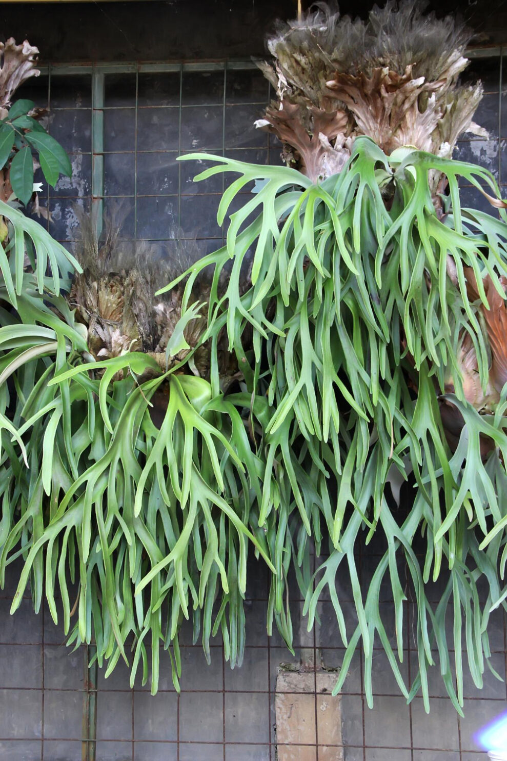 Staghorn fern platycerium