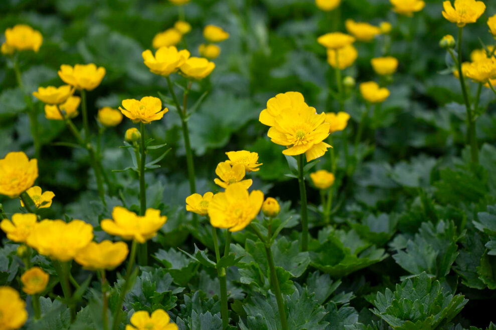 persian buttercup flower