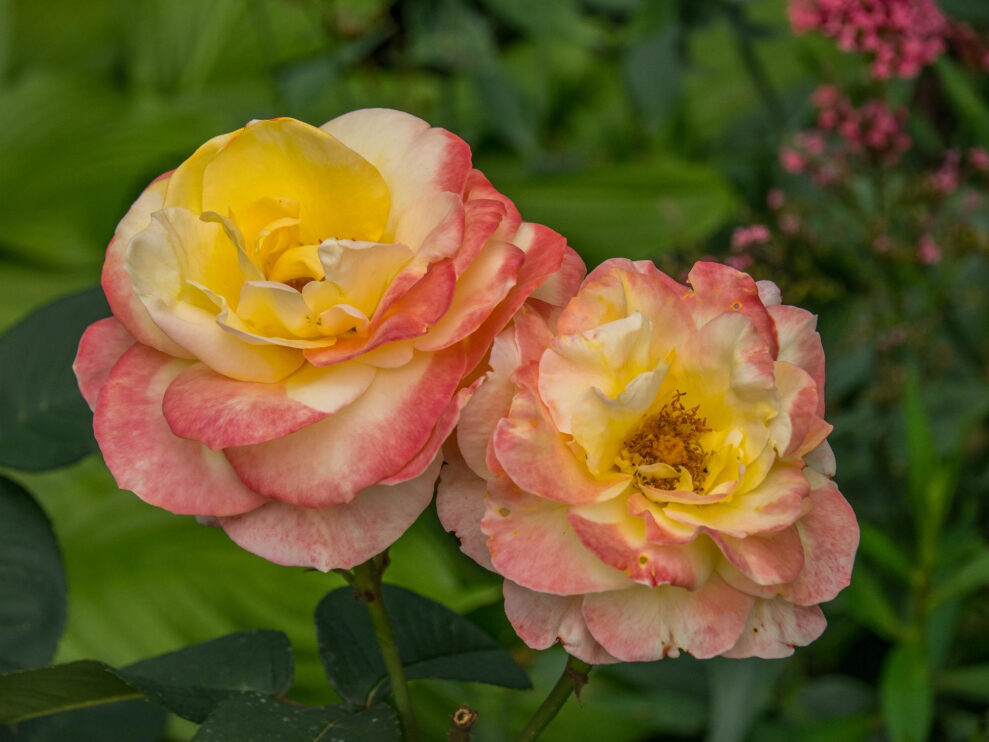 tecolote ranunculus flower