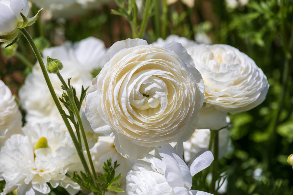 white ranunculus flower